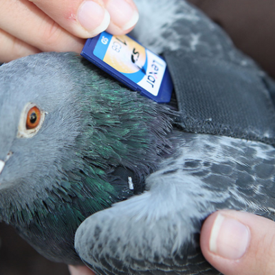 How to Train a Messenger Pigeon: 3 Easy Steps
