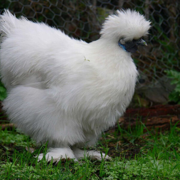 Beginners Guide to Keeping Chickens