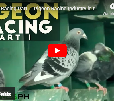 Racing Pigeon Breeding and Farming in the Philippines