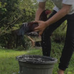 How to bathe our gamefowls with shampoo and Asuntol