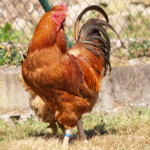 What is Hen of Mos chicken