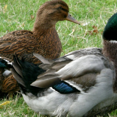 What is Rouen Duck breed