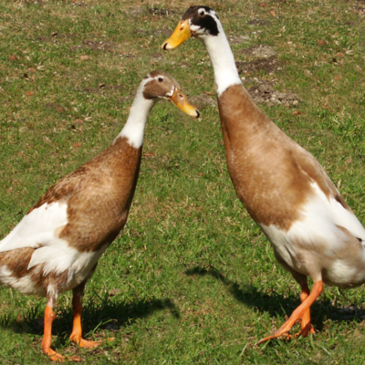 What is Indian Runner duck breed
